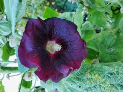 Schwarze Stockrose Schwarze Stockrose