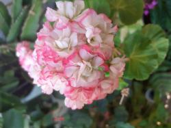 Geranie Happy Appleblossom Geranie Happy Appleblossom