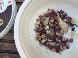Knoblauch italienische Franchi Saatgut Knoblauch italienische Franchi Saatgut