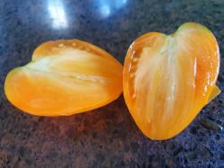 Tomate honigsüßer Erlöser Tomate honigsüßer Erlöser