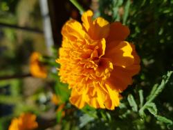 orange gefüllte Tagetes orange gefüllte Tagetes