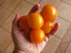 Buschtomate Ida Gold 10 Samen Buschtomate Ida Gold 10 Samen