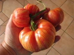 Fleischtomate Vintage Wine 10 Samen Fleischtomate Vintage Wine 10 Samen