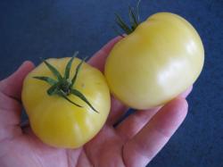 Fleischtomate White Beauty 10 Samen Fleischtomate White Beauty 10 Samen