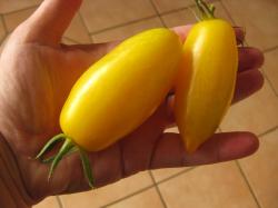 Salattomate Banana Legs gelb 10 Samen