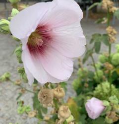 Rosafarbene Stockrose Rosafarbene Stockrose