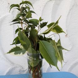 Zwei Sorten Ficus Benjamini Zwei Sorten Ficus Benjamini