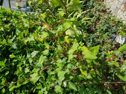 Ewiger Spinat, Wilder Buchweizen, Baumspinat Ewiger Spinat, Wilder Buchweizen, Baumspinat