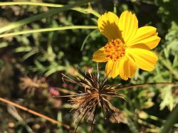 Cosmea orange/gelb Cosmea orange/gelb
