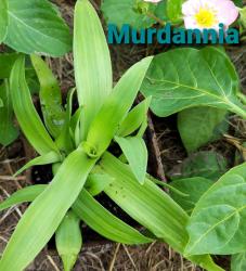 Murdannia Murdannia