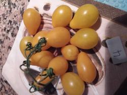 Gelbe Kleine Birnchen Tomate
