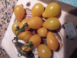 Gelbe Kleine Birnchen Tomate Gelbe Kleine Birnchen Tomate