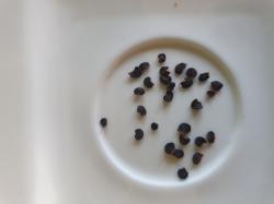 Baumchili Rocoto Baumchili Rocoto