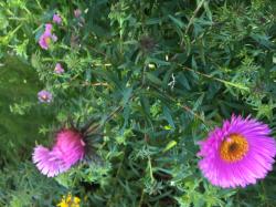 Rosa Raublattherbstaster Rosa Raublattherbstaster