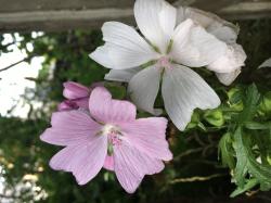 Rosenmalve rosa und weiß Rosenmalve rosa und weiß
