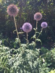 Kugeldistel Kugeldistel