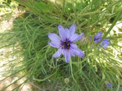 Blaue Rasselblume Blaue Rasselblume