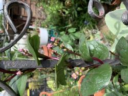 Ceylon Spinat Ceylon Spinat