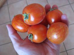 Buschtomate Fuzzy Wuzzy 10 Samen Buschtomate Fuzzy Wuzzy 10 Samen