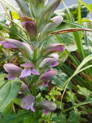Acanthus Bärenklau winterharte Staude Acanthus Bärenklau winterharte Staude