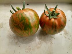 Black Zebra Tomate Black Zebra Tomate