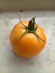 Jantar Tomate Jantar Tomate