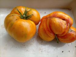 Plan 9 from Outer Space Tomate Plan 9 from Outer Space Tomate