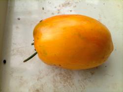 Yellow Fire Tomate Yellow Fire Tomate