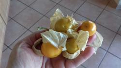 Physalis Schönbrunner Gold 10 Samen Andenbeere Physalis Schönbrunner Gold 10 Samen Andenbeere