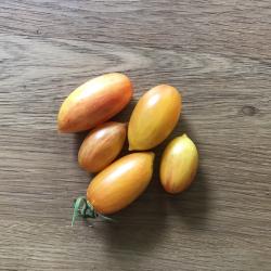 Tomate Artisan Blush Tiger Tomate Artisan Blush Tiger