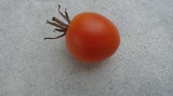 Tomate Auriga Tomate Auriga