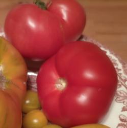 Zorza Torunska Tomate Zorza Torunska Tomate