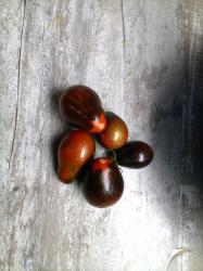 Blue Keyes Tomate Blue Keyes Tomate