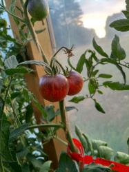 Dark Galaxy Tomate Dark Galaxy Tomate