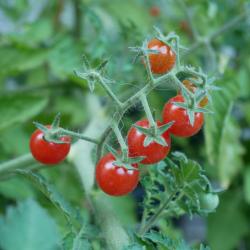 Tomate Rote Ribisel / rote Johannisbeere