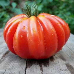Tomate Malea Tomate Malea