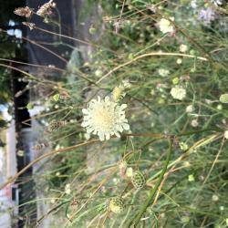 Gelbe Skabiose - Scabiosa ochroleuca Gelbe Skabiose - Scabiosa ochroleuca