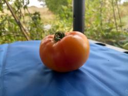 Ananas Tomate Ananas Tomate