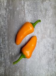 Criolla Sella Chili Criolla Sella Chili