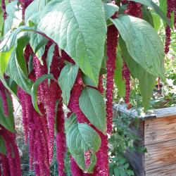 Amaranth Amaranth