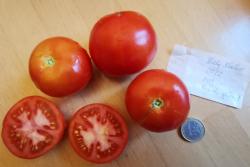 Tomate Belij Naliv