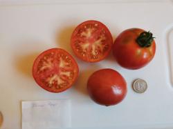 Tomate Berner Rose Tomate Berner Rose