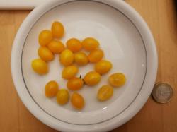 Tomate Gelbe Wildtomate Tomate Gelbe Wildtomate