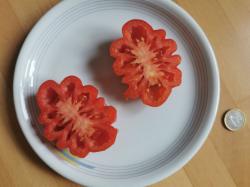 Tomaten Samen - evtl. Gezahnte Bührer- Keel Tomaten Samen - evtl. Gezahnte Bührer- Keel