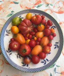 Tomatensamen-Mix 3x5 Tomatensamen-Mix 3x5