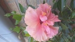 Hibiskus Zimmerhibiskus 2 unbewurzelter Stecklinge Hibiskus Zimmerhibiskus 2 unbewurzelter Stecklinge