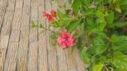 Hibiskus Zimmerhibiskus 2 unbewurzelter Stecklinge Hibiskus Zimmerhibiskus 2 unbewurzelter Stecklinge