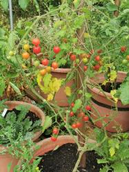 Tomate Rote Murmel Tomate Rote Murmel