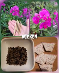 Wicken Rosa 50 Samen Wicken Rosa 50 Samen