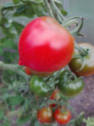 Ruthje Tomate Ruthje Tomate
